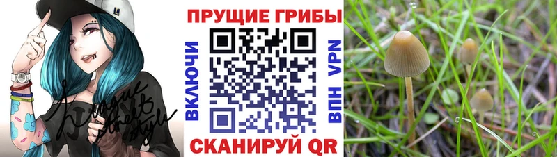 Галлюциногенные грибы прущие грибы  Ардатов 